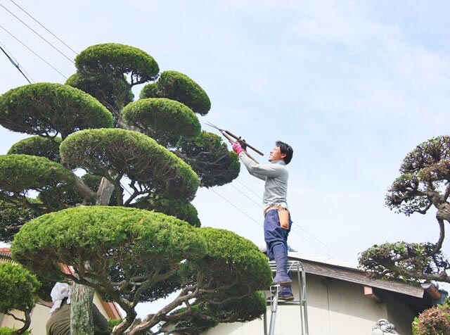 庭木の剪定について