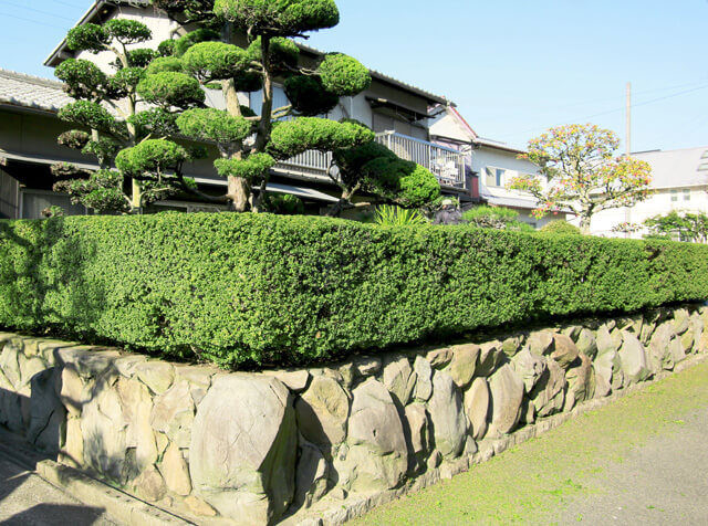 庭木・生垣の剪定